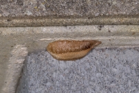 Une oothque contenant des oeufs de la Mante religieuse (Dictyoptre - Mantidae - Mantis religiosa)